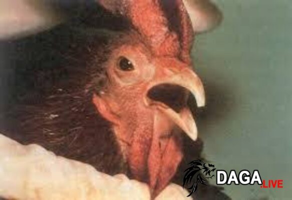Một số cách chữa gà bị khò khè theo dân gian hay
