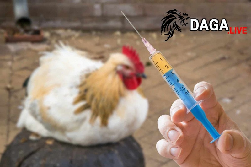 Các cách chữa gà bị khò khè hiệu quả hiện nay