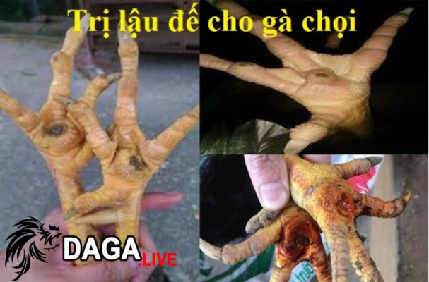 Cách chữa lậu đế cho gà chọi