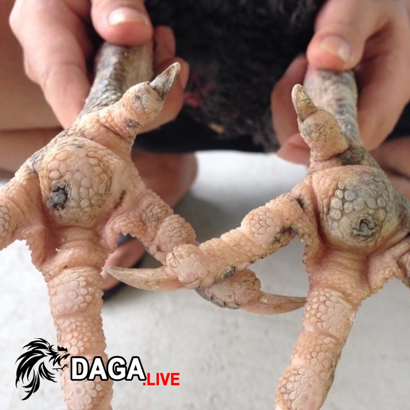 Nguyên nhân khiến gà bị lậu đế