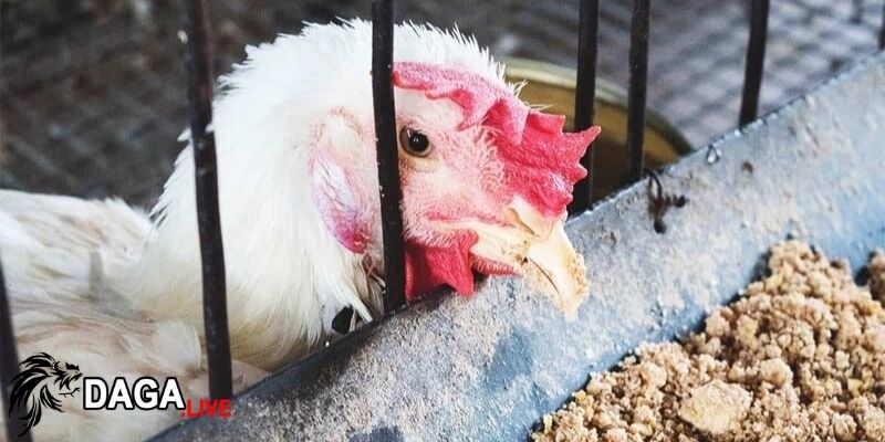 Gà bị viêm ruột tiêu chảy thường xuất hiện mệt mỏi