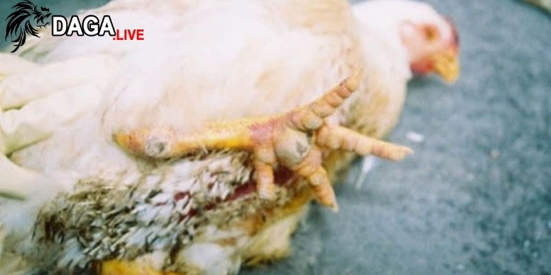 Tổng quan về gà bị viêm ruột tiêu chảy