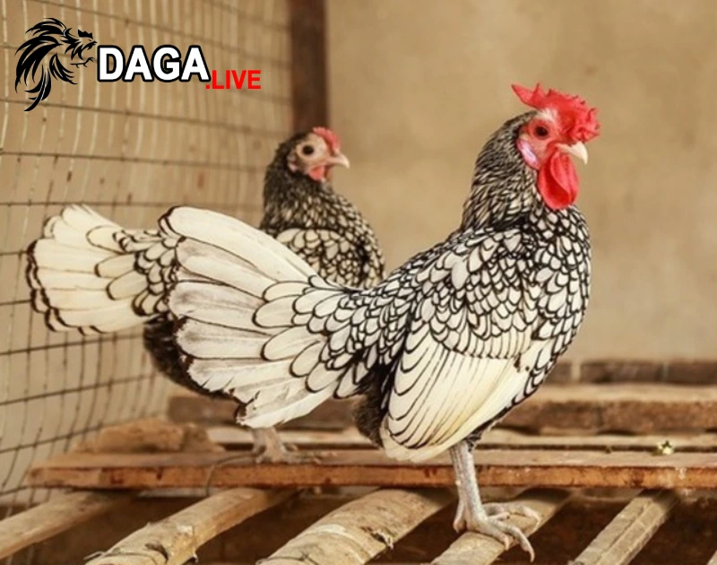 Gà vảy cá