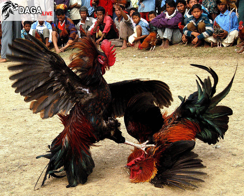 gà chọi đá chết chủ