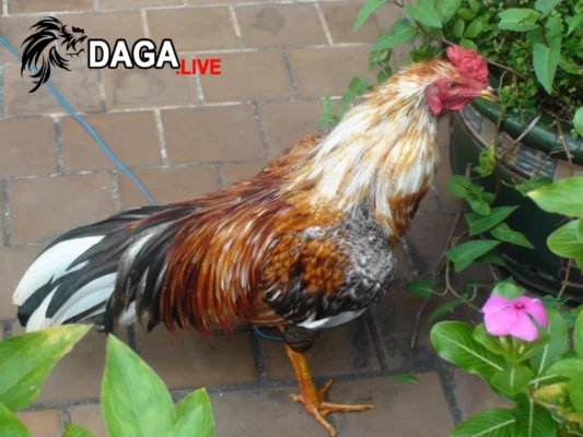 Dấu hiệu nhận biết gà đá bị tái mặt