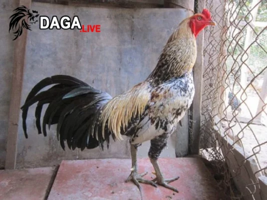 Một số nguyên nhân khiến gà đá bị tái mặt