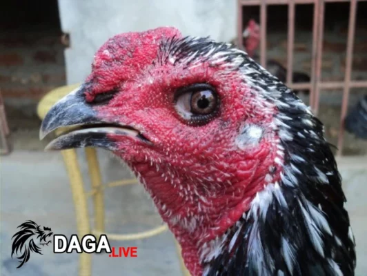 Biện pháp phòng tránh gà đá bị tái mặt
