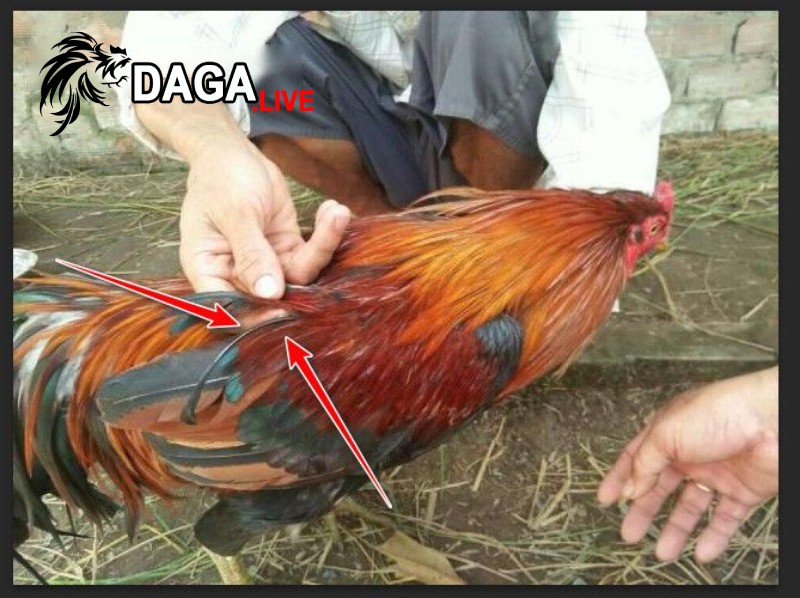 Thể lực, lối đá thực sự của gà lông voi