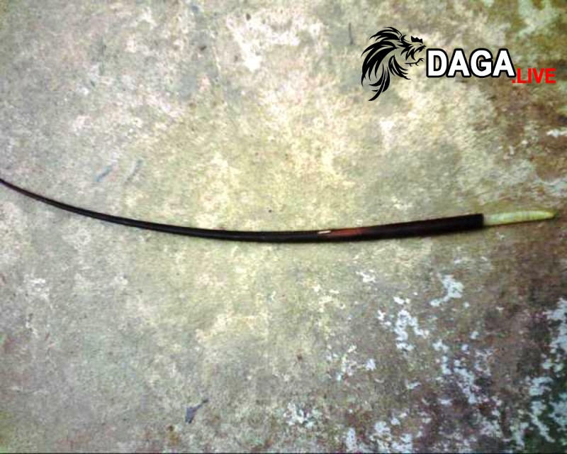 Giá thành của gà lông voi hiện nay