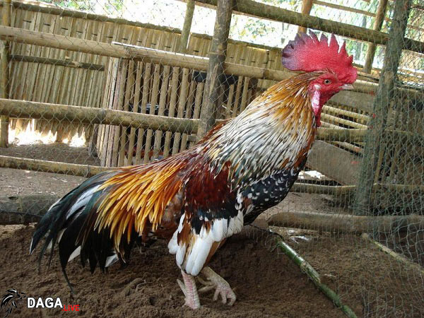 gà chọi ngũ sắc chân trắng