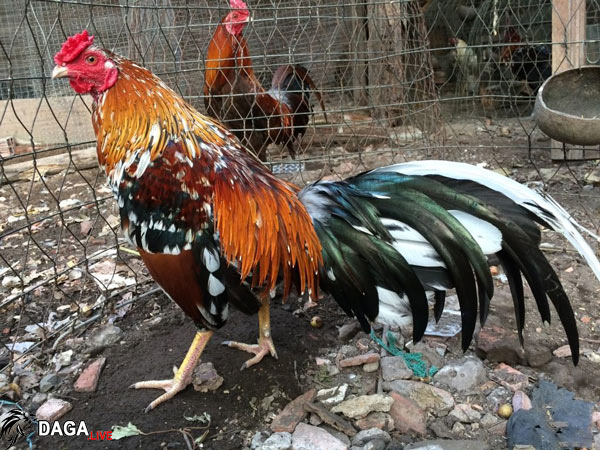 gà đá ngũ sắc chân vàng