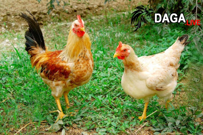 Kỹ thuật chăm sóc gà ri đạt năng suất cao
