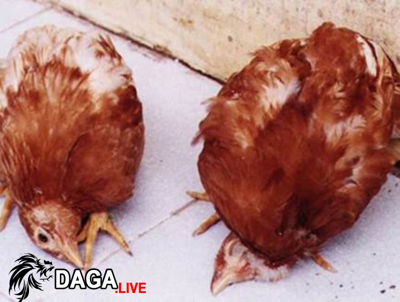 Cách phòng ngừa gà rụt cổ mắt lim dim