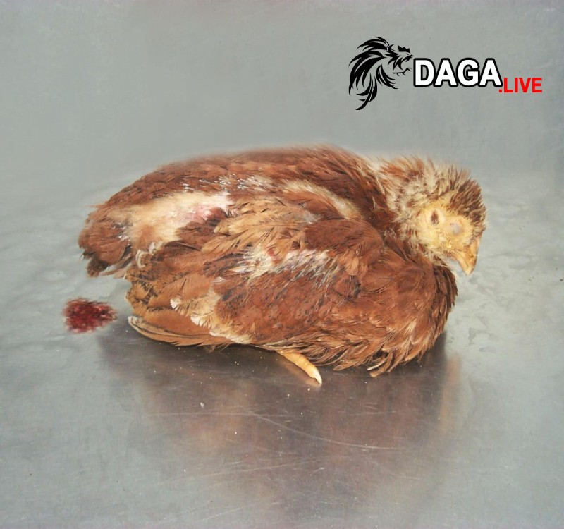 Những nguyên nhân khiến gà rụt cổ mắt lim dim và cách chữa trị
