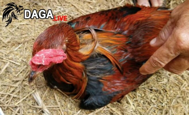 Gà rụt cổ mắt lim dim