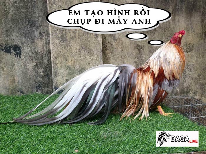 gà tre tân châu giá bao nhiêu