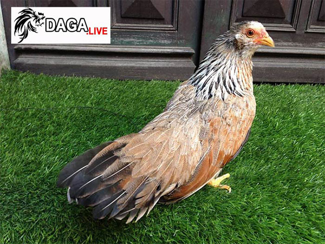 Gà mái tre đuôi dài đẹp