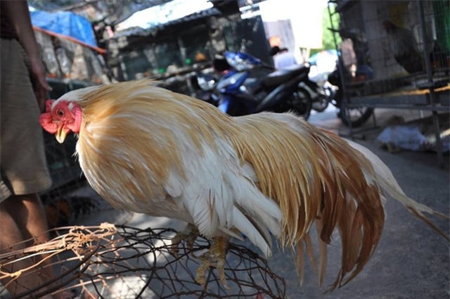 Giống gà Tre đuôi dài