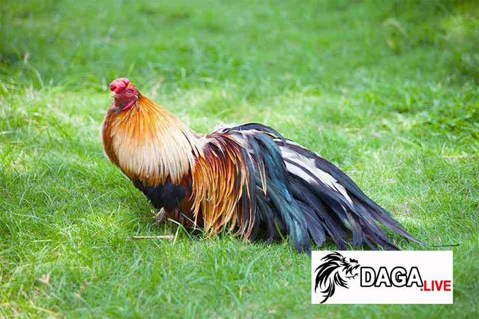 giá gà tre cảnh