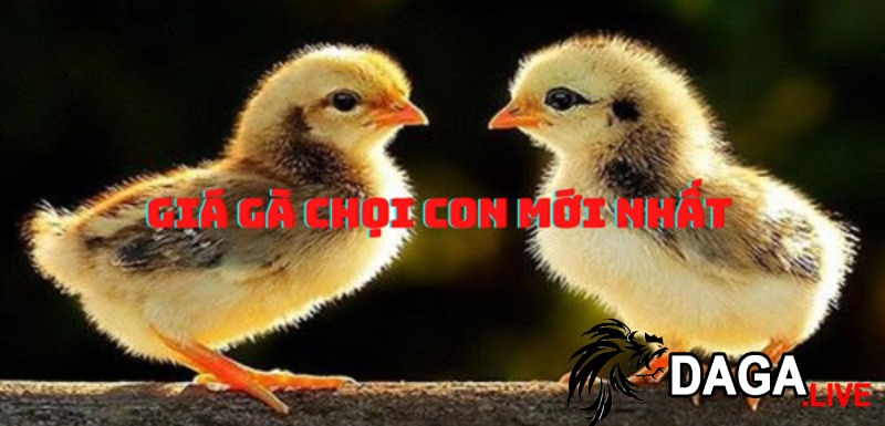 Giá gà chọi chiến cao hay thấp phụ thuộc vào yếu tố nào?
