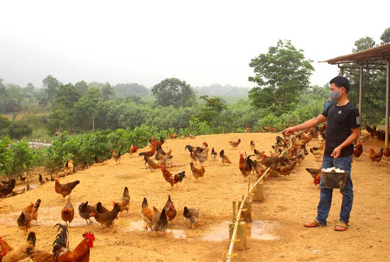 Giá gà hơi giảm mạnh mùa dịch Covid19