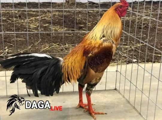 Gà chọi nòi