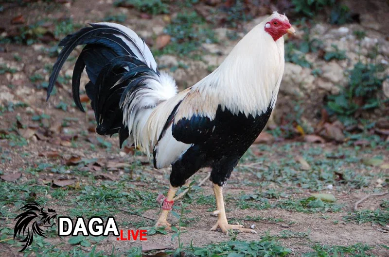 Gà chọi Mỹ