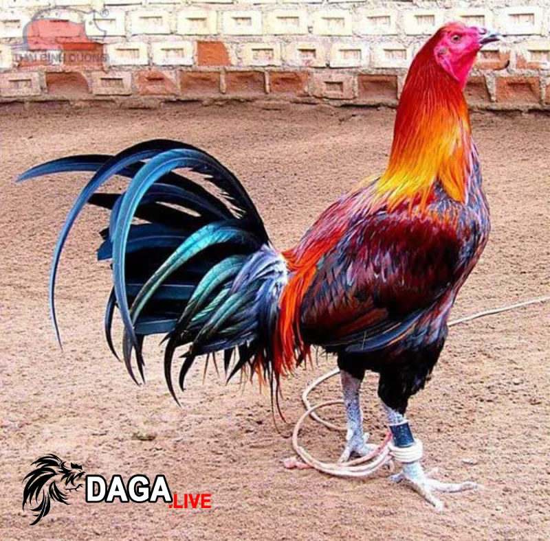 Gà chọi Peru