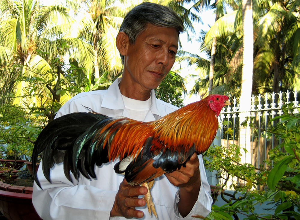hac-ung-dagalive