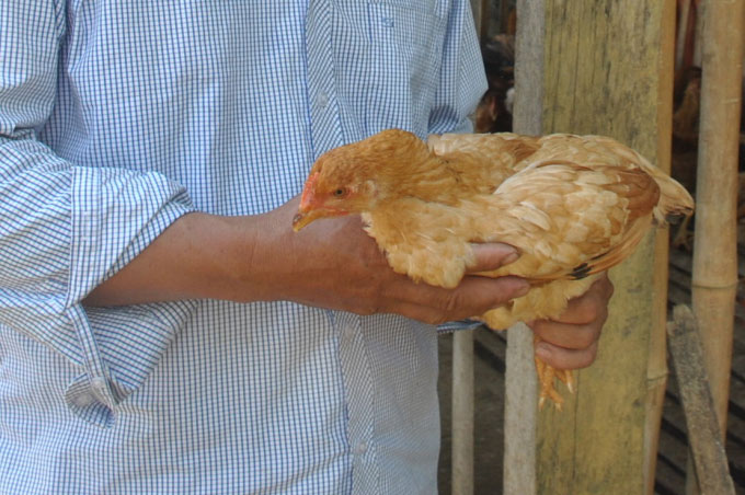 Hỗ trợ 1000 con gà cho hộ nghèo