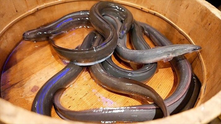 Vào mồi cho gà chọi bằng lươn