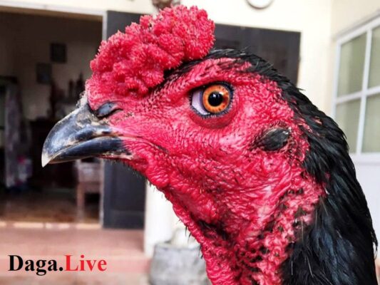 Cách xem mắt gà chọi hay