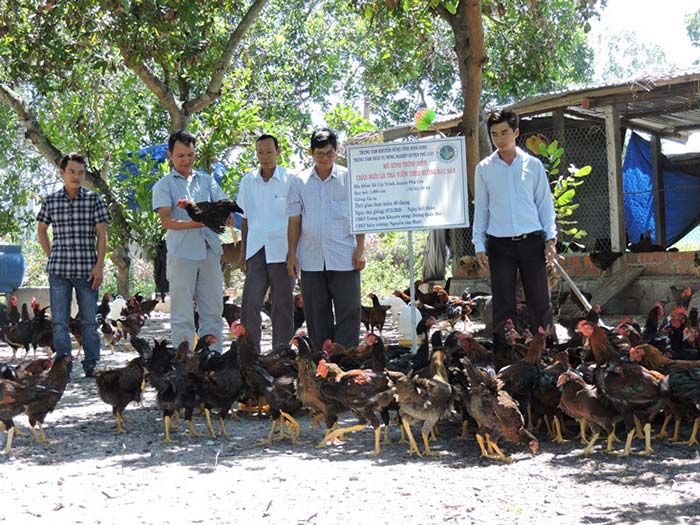 mô hình chăn nuôi gà bằng thảo dược ở bình định