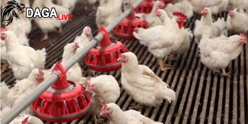 Cung cấp đủ ánh sáng tự nhiên trong chuồng nuôi gà