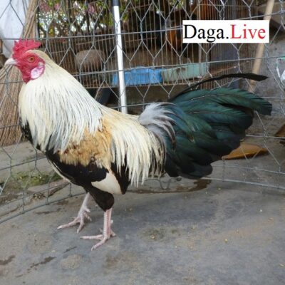 Gà đá cựa sắt đẹp