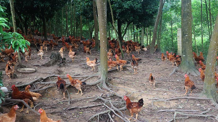 nuôi gà thả đồi