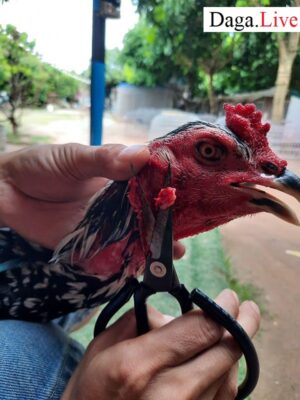 Cắt tích tai cho gà chọi