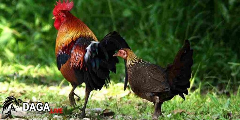 Hành vi tự chăm sóc này là cách duy trì vẻ đẹp và sức khỏe cho gà