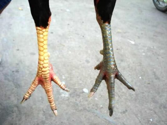 Màu chân gà chọi