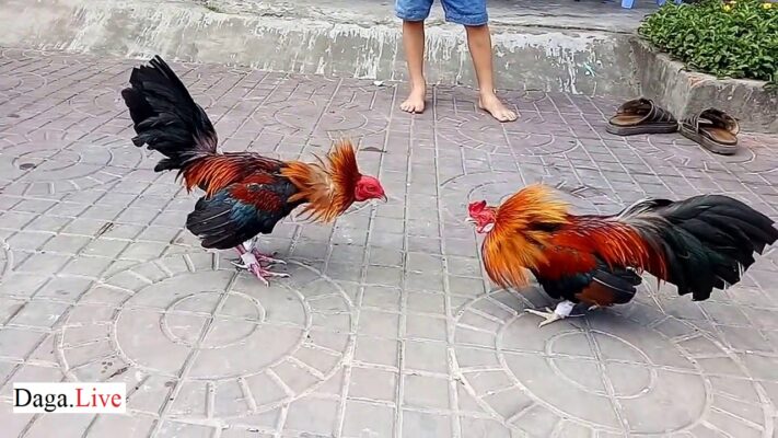 Gà đá cựa sắt