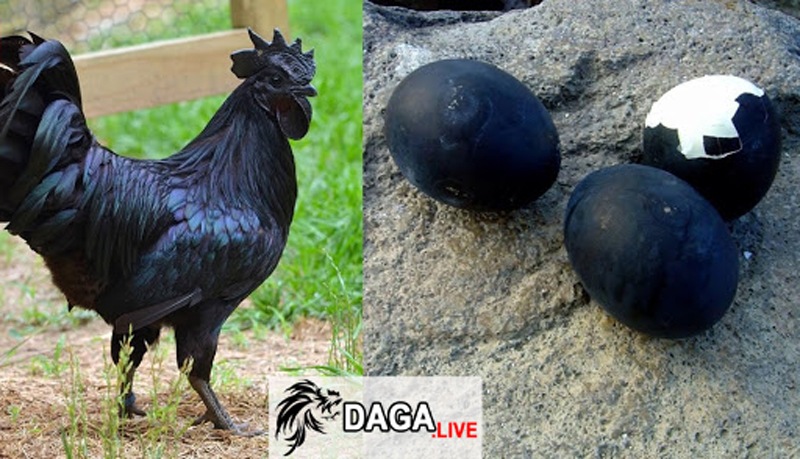 gà mặt quỷ