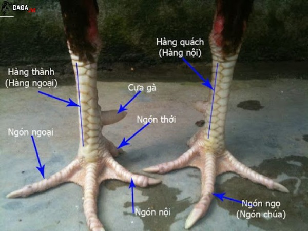 Những cặp chân gà chọi đẹp