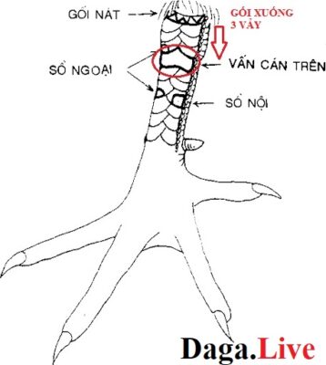 Vảy độc giáp - vảy chân gà chọi