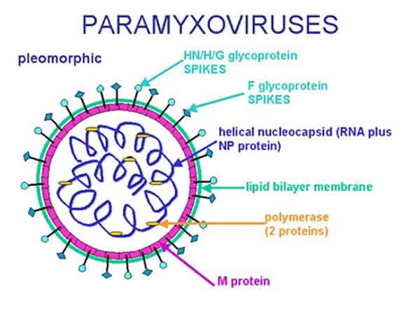 virus bệnh dịch tả gà
