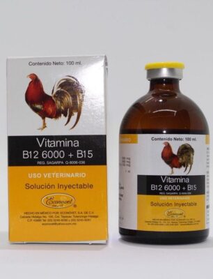 Vào mồi cho gà chọi bằng thuốc